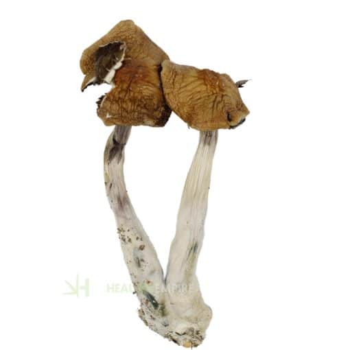 Alacabenzi Cubensis