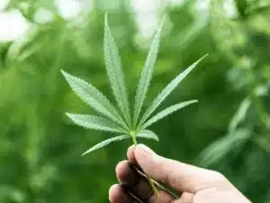 Cannabis, Cannabis in Medical, Medical benefit of Cannabis, weed, Marijuana, Cannabis Science