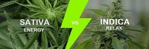 Cannabis, Sativa, Indica, Sativa VS Indica, Sativa Vs Indica, Marijuana, Weed, Cannabis Strain. Marijuana Strain