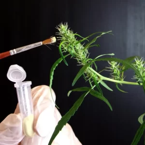 Cannabis, Cannabis Breeding, Marijuana Breeding, Marijuana, Weed