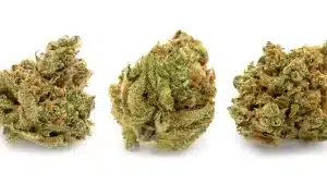 Jack Herer, strain, Sensi Seeds, Jack Herer Strain, Cannabis, Marijuana, Weeds, Cannabis strain
