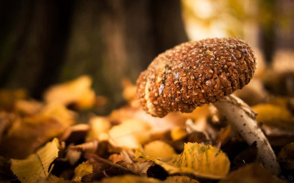 Mushroom cultivation, Mushrooms, Mushrooms Seeds, Canadian mushroom seed banks, mushroom seed, Spores Canada, The Spore Depot, Myco Supply, Sporeworks Canada, mushroom spores, mushroom strains