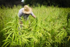 Cannabis, Canadian Cannabis Farm, cannabis Farm, Cannabis Legalization, HEXO Corp, Sundial Growers, Whistler Medical Marijuana Corporation, WMMC, 7ACRES, Broken Coast Cannabis, Cannabis Industry, Cannabis cultivation,