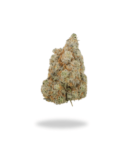 AAA Nuken