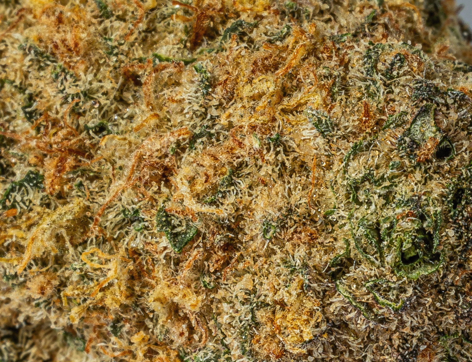 Astral Herbs – Chocoloco - Image 3