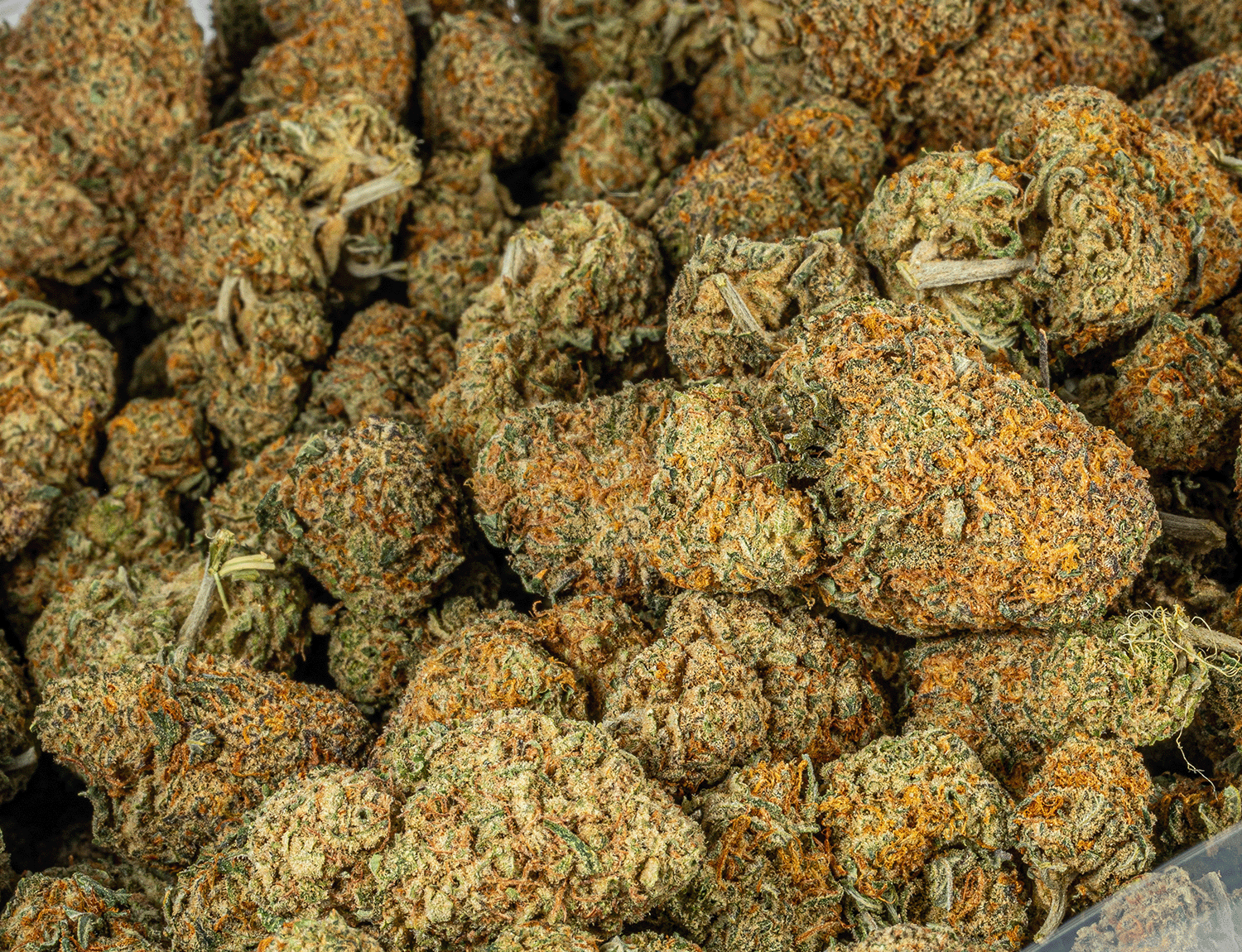 Astral Herbs – Chocoloco - Image 5