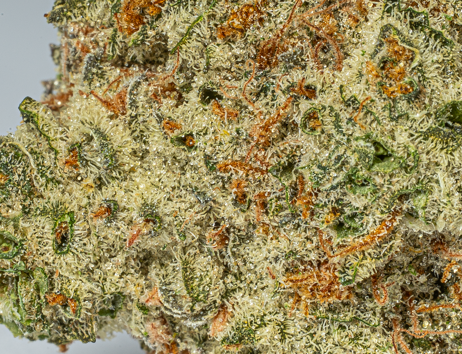 Astral Herbs - Gorilla Glue #4 - Image 3