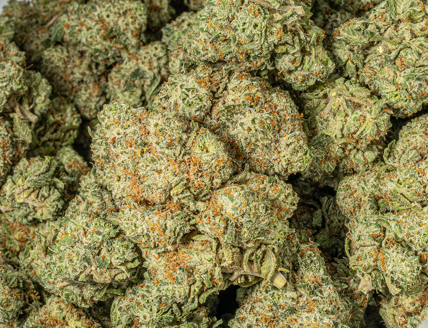 Astral Herbs - Gorilla Glue #4 - Image 5