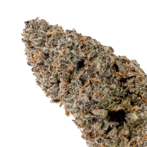Jungle Ridge - Black Scotti - Image 4