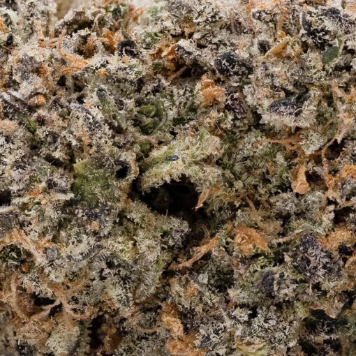 Jungle Ridge - Black Scotti - Image 5
