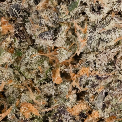 Jungle Ridge - Black Scotti - Image 6