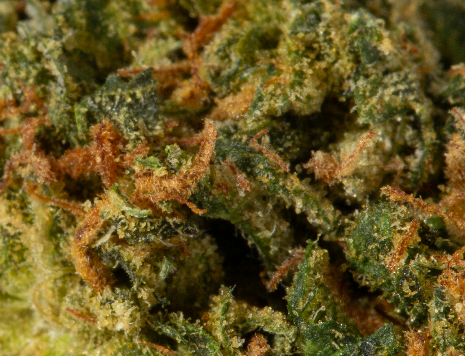 Astral Herbs - King Tut - Image 5