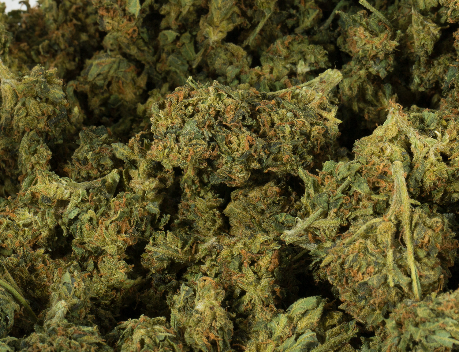 Astral Herbs - King Tut - Image 6