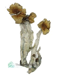 Gram & Ounce Deal: Mexican Cubensis Mushroom