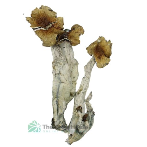 Gram & Ounce Deal: Mexican Cubensis Mushroom