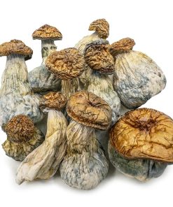 AAAA Golden Member Mushroom