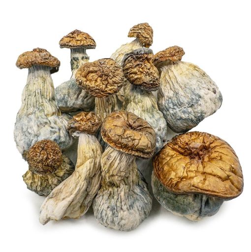AAAA Golden Member Mushroom