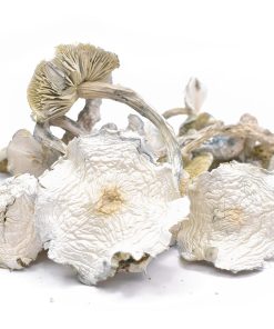AAAA ALBINO ZILLA MUSHROOMS