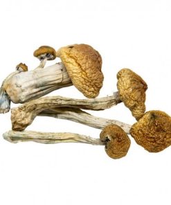 AAAA B+ Mushroom