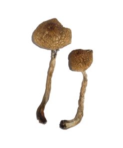 Malabar Mushroom