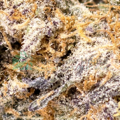AAAA Gelato #41 - Image 3