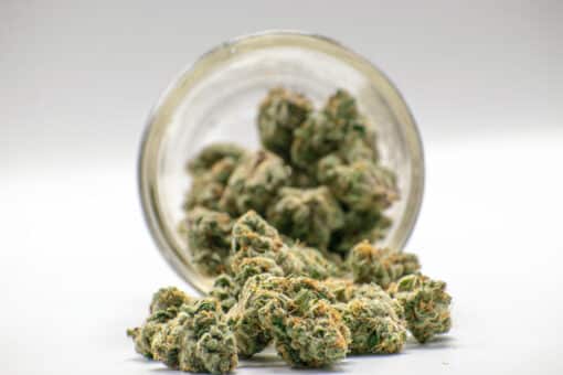 AA+ Animal Mint Cookies Smalls