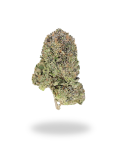 AAAA Gelato 45