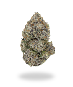 AAAA+ Lizard By Bubba Kings