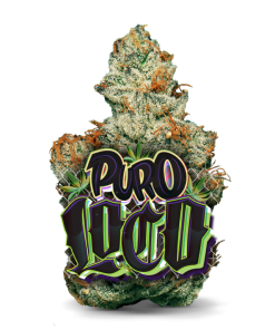 AAAA  Puro Loco by Jungle Boys