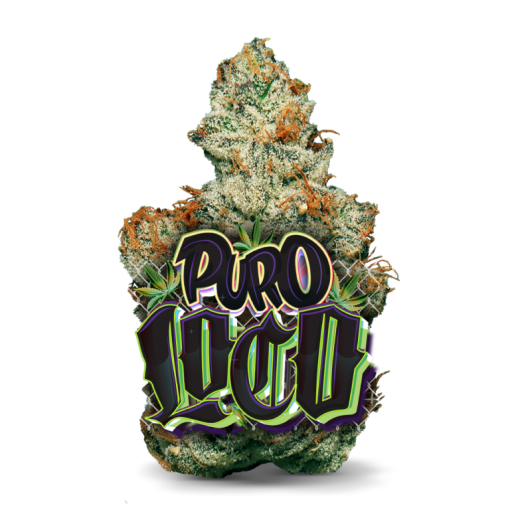 AAAA  Puro Loco by Jungle Boys