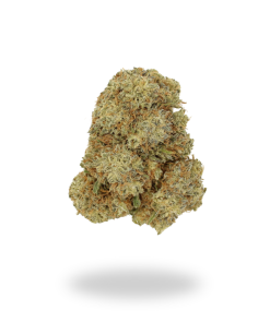 AA Stardawg