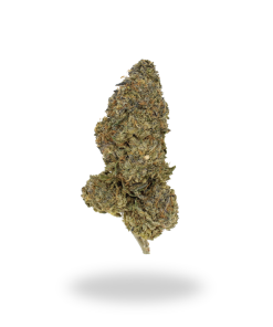 AAAA Golden pineapple