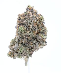 Gastopia-strain-gas-godz
