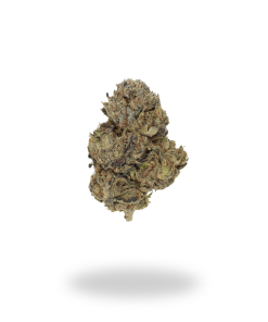 AAAA Lizard Smalls by Bubba Kings